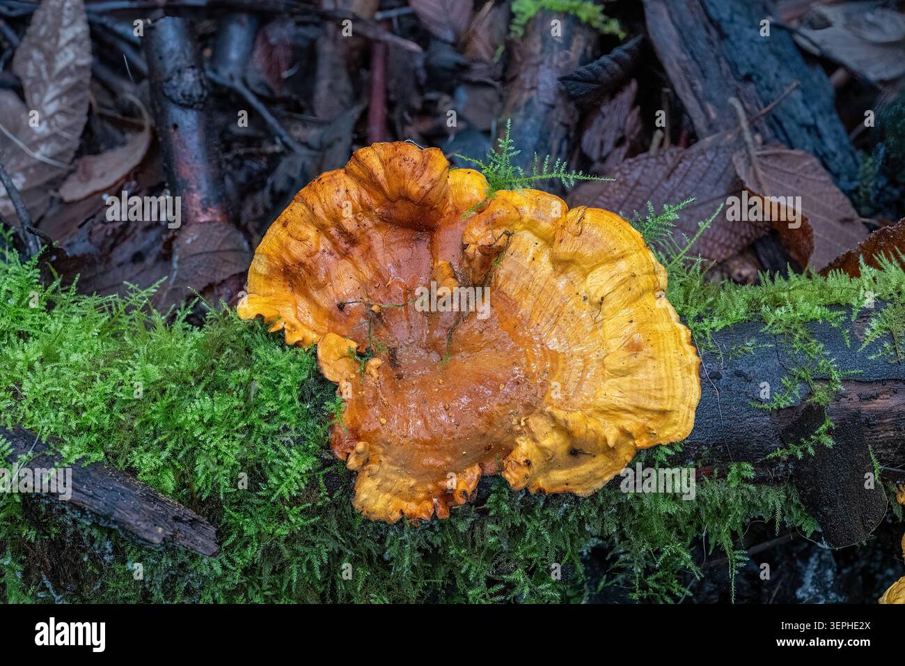 Laetiporus versisporus, Chicken of the Woods, Kinglake NP, Victoria, Australia Foto Stock