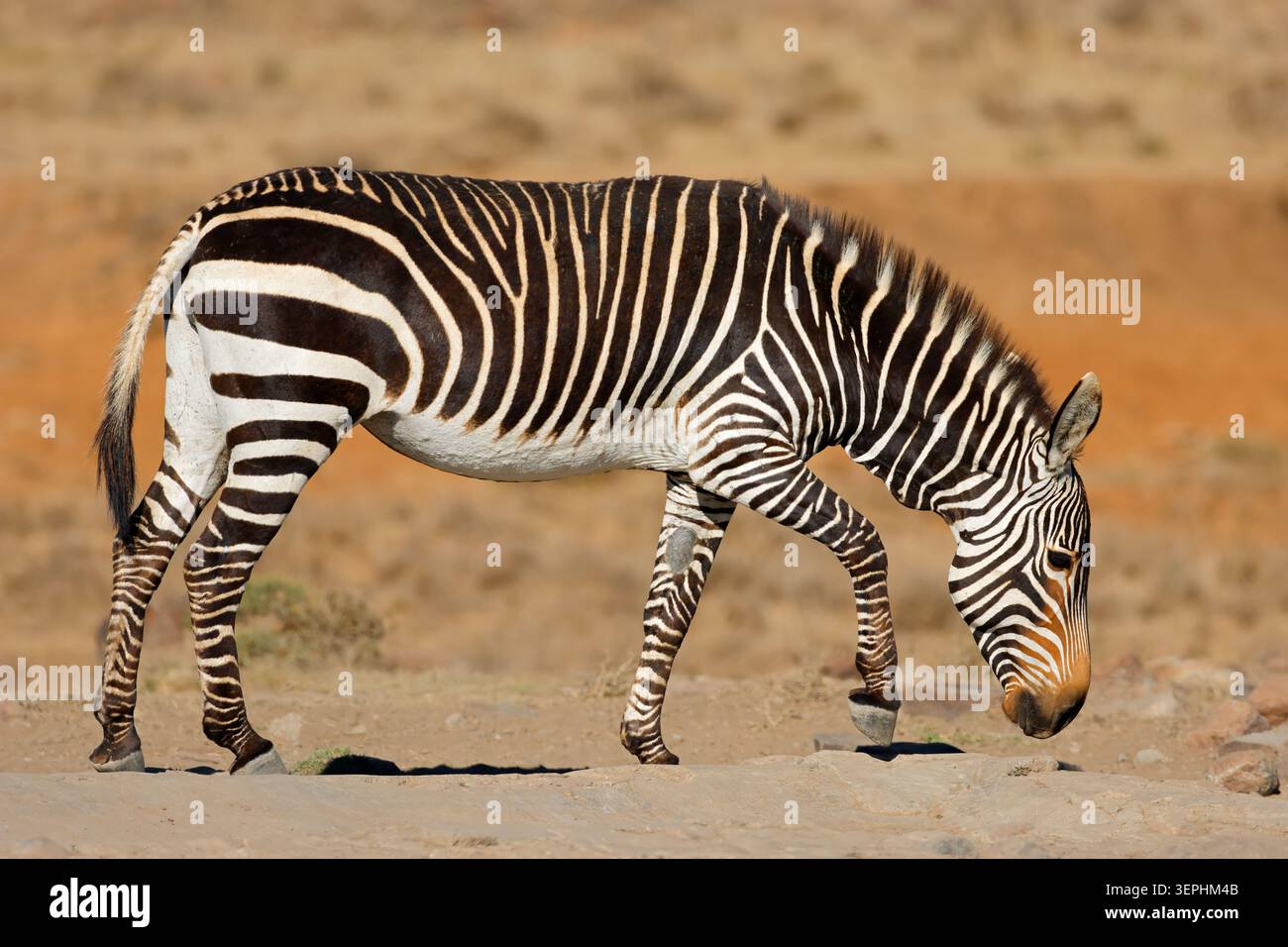 Una zebra di montagna del Capo (Equus zebra) in habitat naturale, Parco Nazionale della Zebra di montagna, Sudafrica Foto Stock