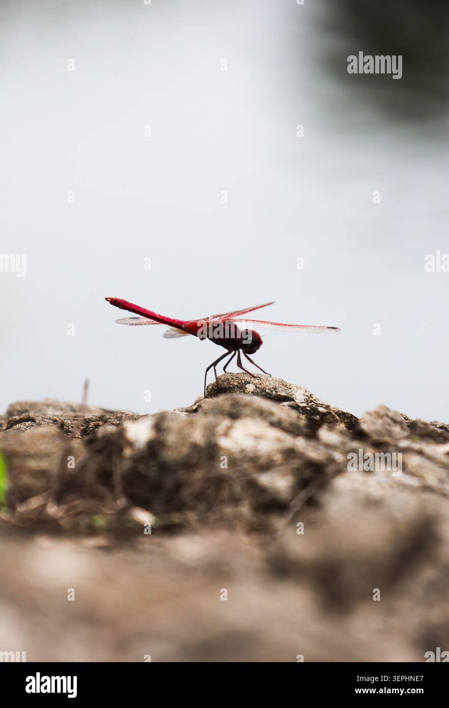 Silhouette rossa Dragonfly. Una composizione pulita e minimalista caratterizzata da una libellula scarlatta di profilo che ne mette in risalto la delicata struttura alare. Foto Stock