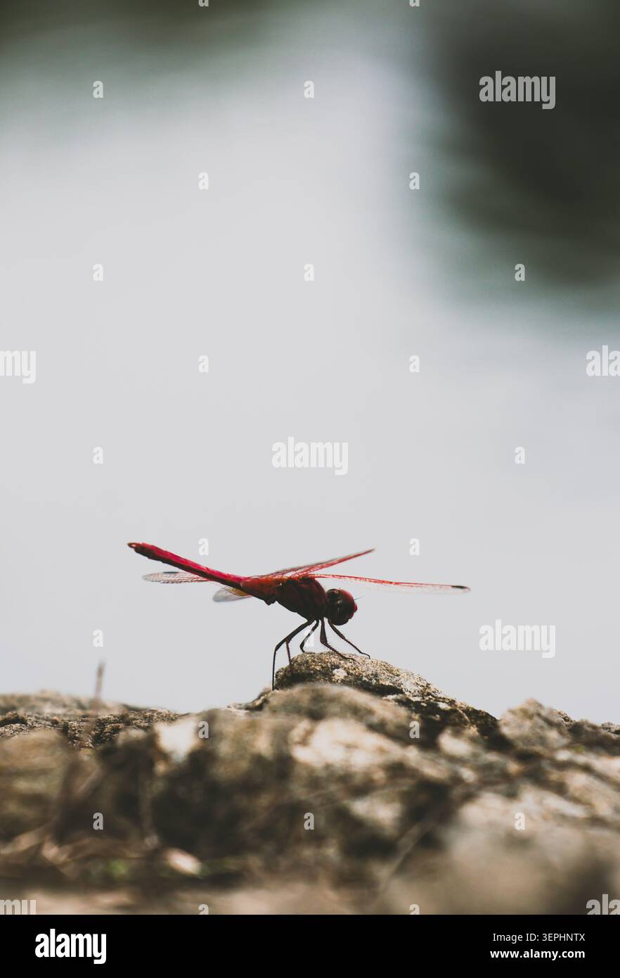 Precision in Nature: The Anatomy of a Dragonfly. Focalizzazione netta sul torace e sulla testa di un insetto rosso, dimostrando la complessità biologica. Foto Stock