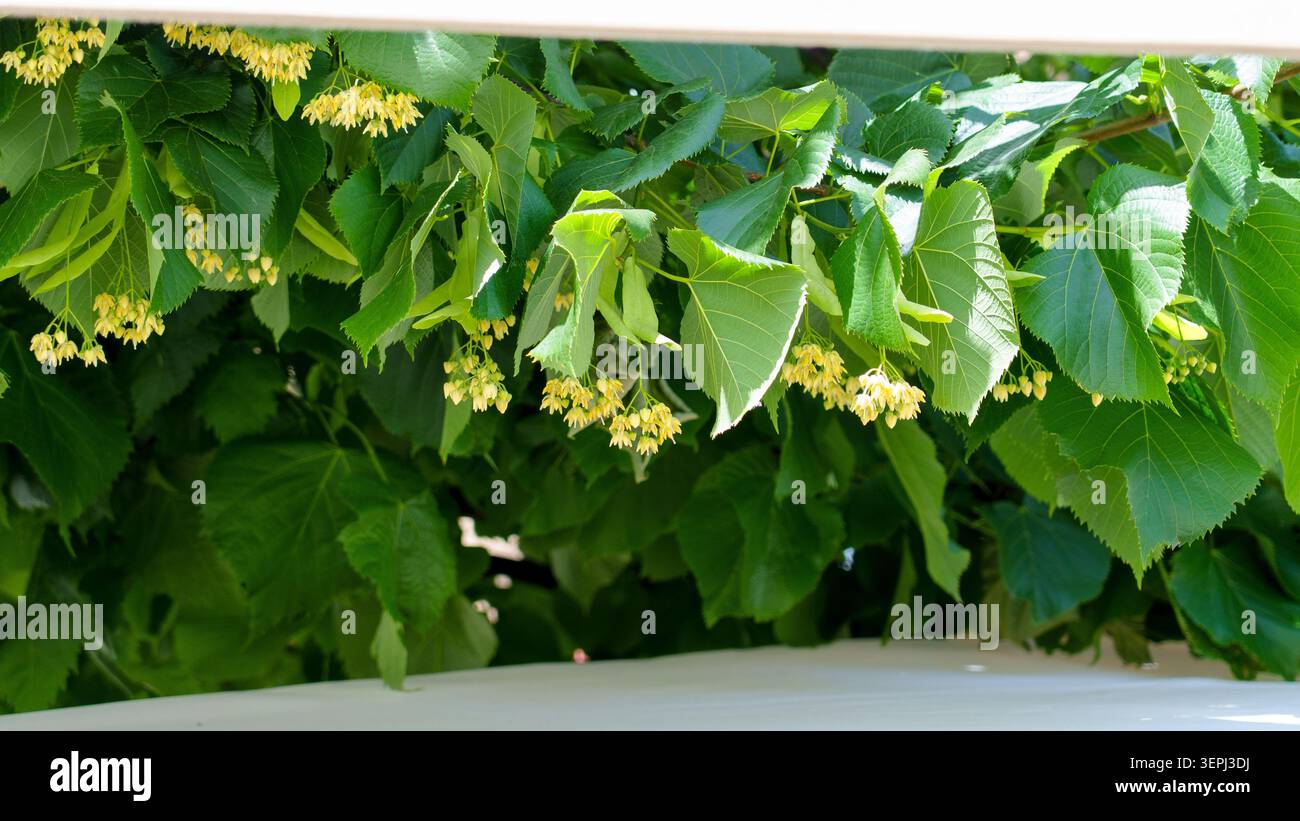 Il tiglio fiorisce con delicati fiori gialli. Le foglie verdi incorniciano i fiori in modo naturale. La luce solare filtra attraverso il fogliame Foto Stock