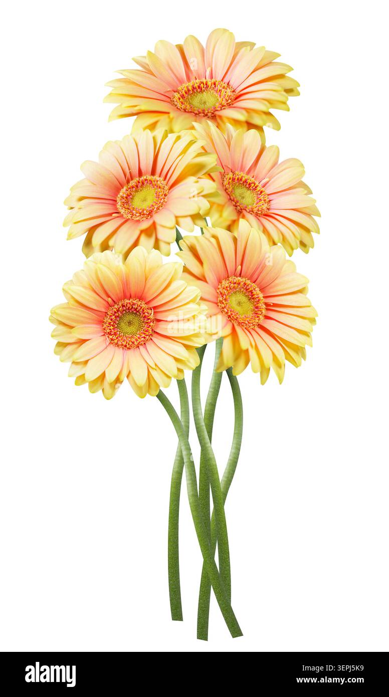 primo piano di fiori di gerbera colorati isolati su sfondo bianco Foto Stock