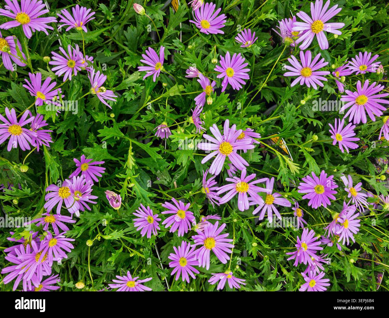 Primo piano dei fiori della violetta Brachyscome Brasco. Foto Stock
