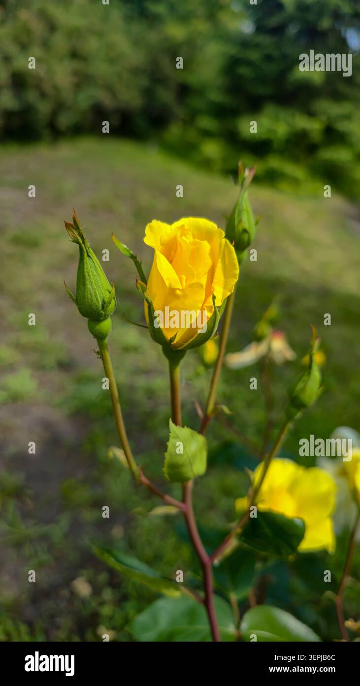Un primo piano di rose multicolore in fiore in un giardino estivo, sullo sfondo di verde vegetale e paesaggi naturali. Uno sfondo floreale per carte, gr Foto Stock
