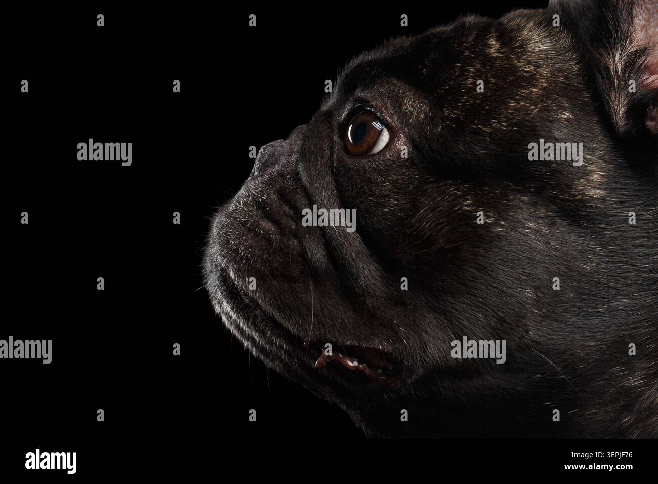 Ritratto con profilo estremamente ravvicinato del Bulldog francese scuro con illuminazione spettacolare su sfondo nero, foto in studio Foto Stock
