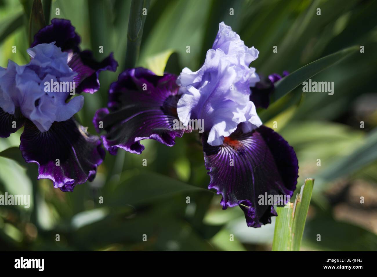 Fiore d'Iris con barba viola e lavanda bicromata Foto Stock