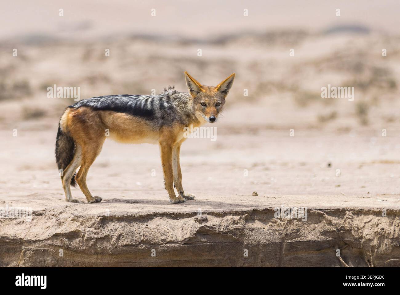 Avvisa lo sciacallo nero in posizione in un paesaggio sabbioso Foto Stock
