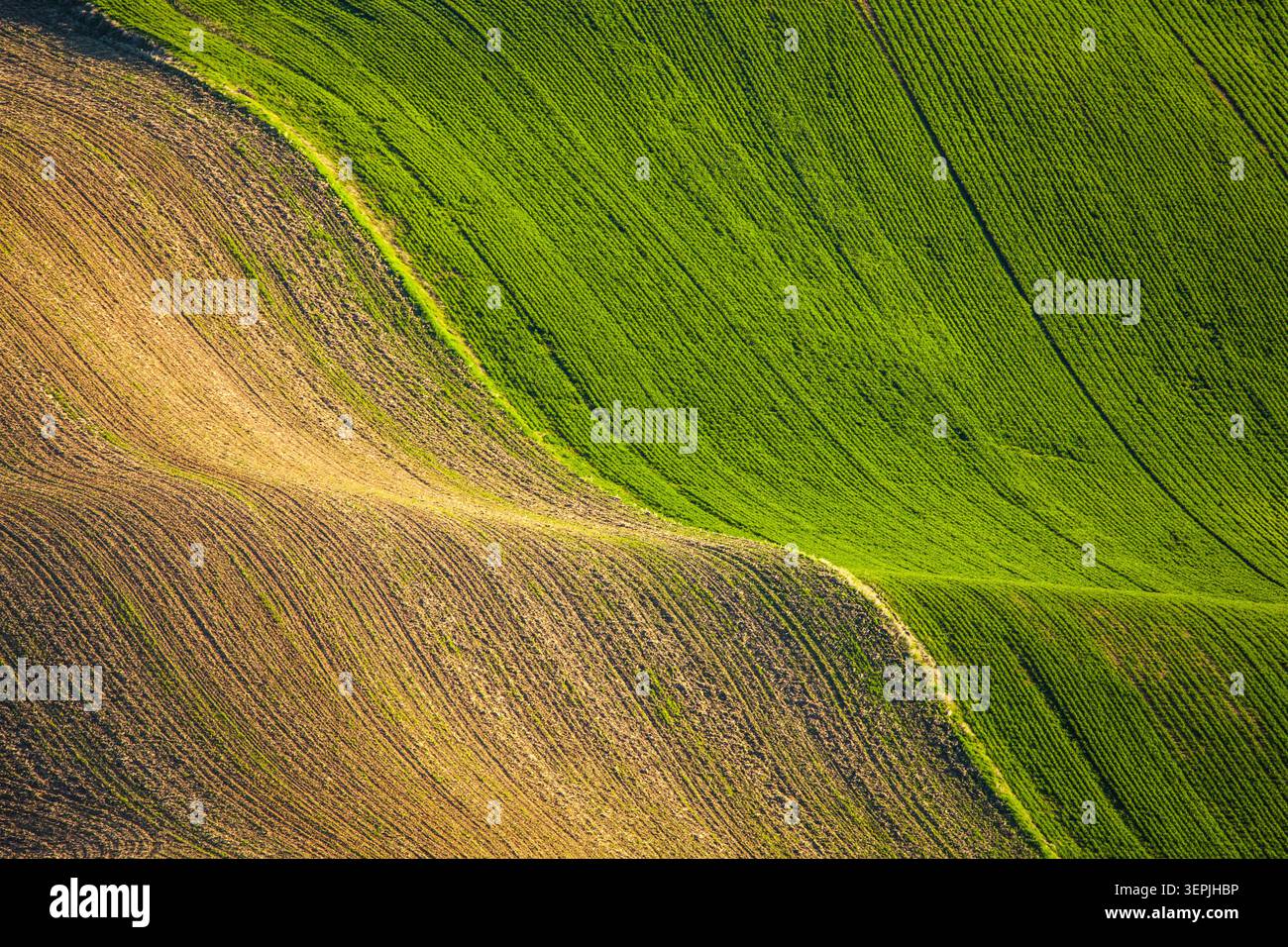 Terreno agricolo con rotolamento verde e marrone lussureggiante Foto Stock