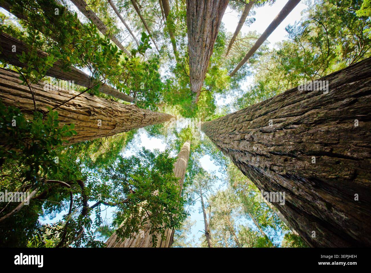 Vista verticale della foresta lussureggiante e delle sequoie Foto Stock