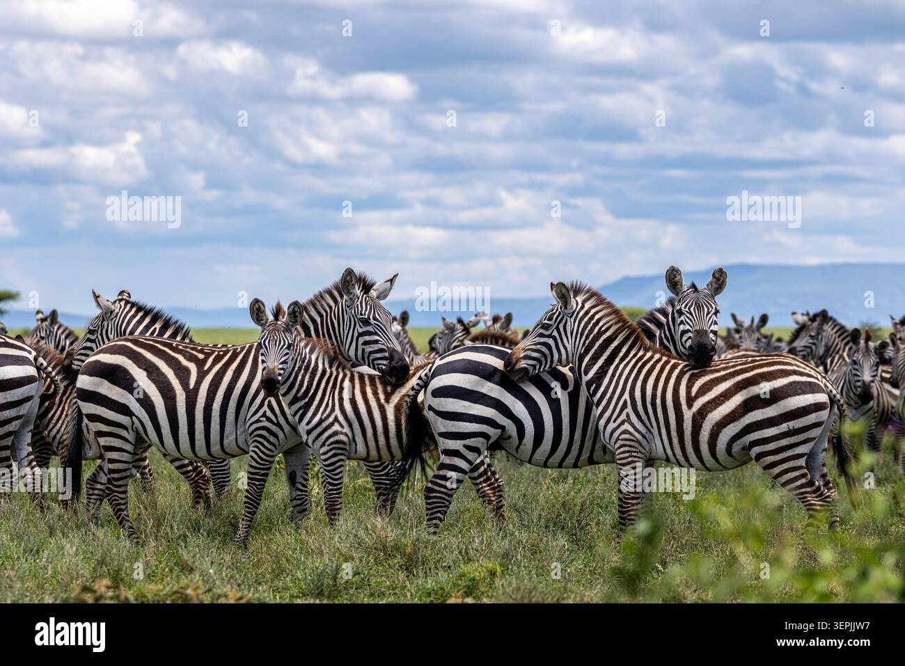 Una mandria di Plains Zebra che si radunano sulla savana tanzaniana Foto Stock