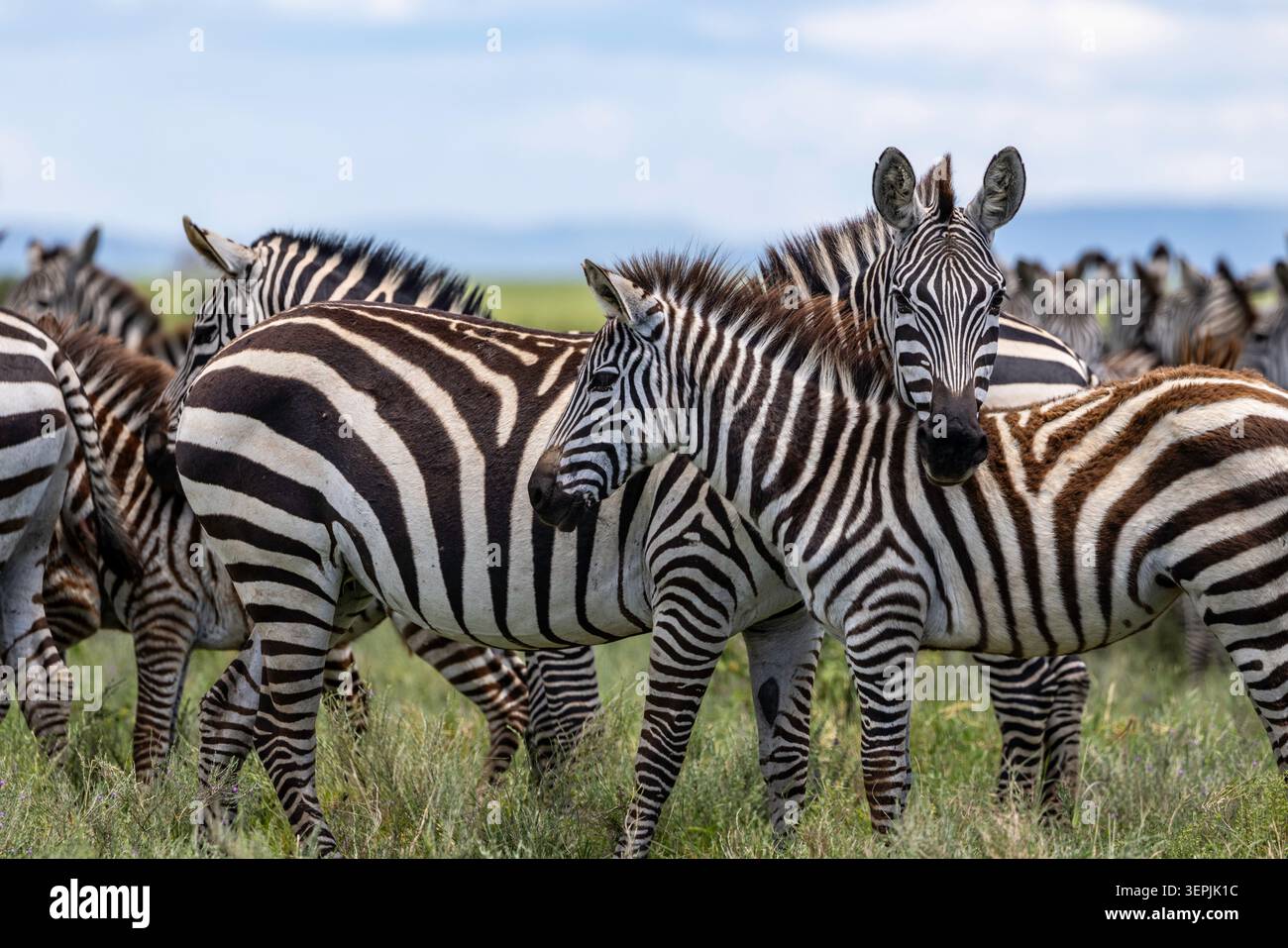 Plains Zebra si riuniscono per la protezione sulla savana tanzaniana Foto Stock