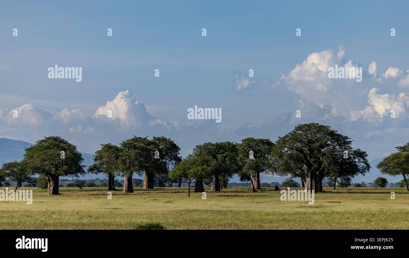 Baobab attraverso la savana tanzaniana Foto Stock