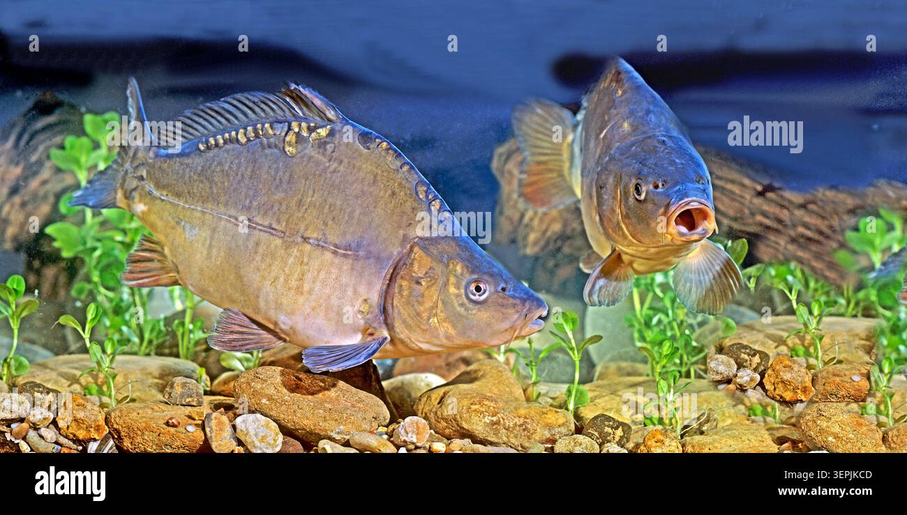 Carpa a specchio, carpa europea (Cyprinus carpio). Due persone sott'acqua, prigioniere Foto Stock
