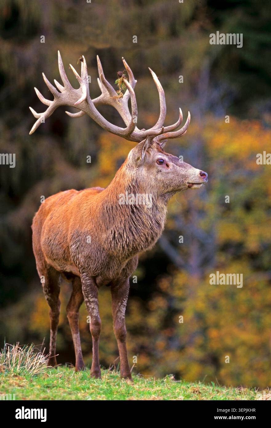 Cervo rosso (Cervus elaphus). Stag in piedi nella foresta montuosa. Alpi, Austria Foto Stock