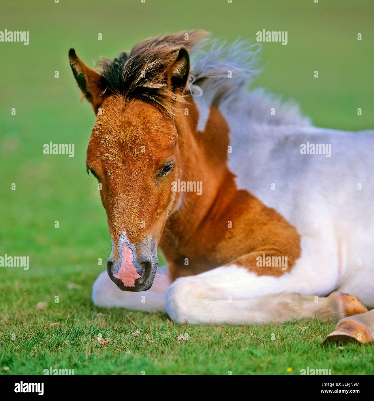 New Forest Pony. Pinto puledro riposante. New Forest National Park, Inghilterra Foto Stock