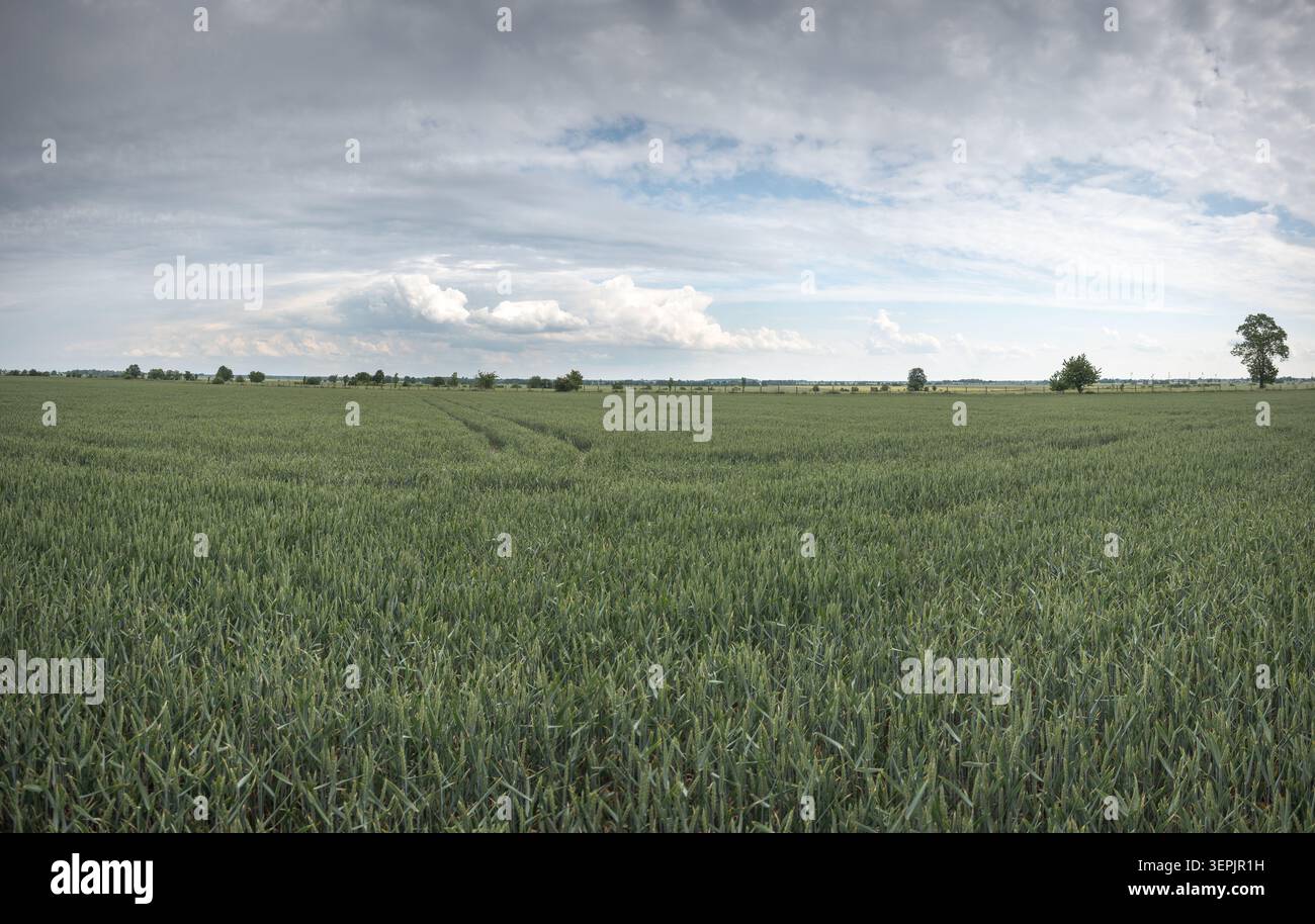 Il tempo cambia in tempesta, un campo e nuvole scure in avvicinamento. Foto Stock