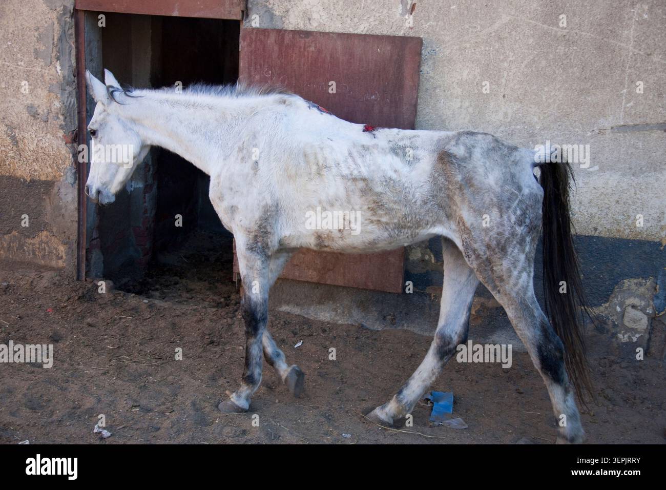 Cavallo domestico. Un cavallo da passeggio. Egitto Foto Stock