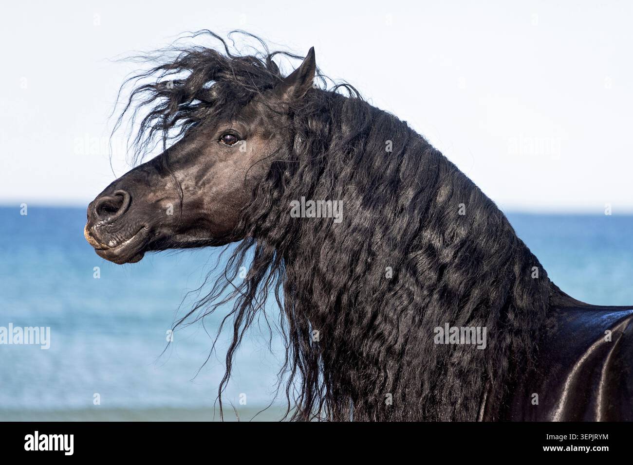 Cavallo friesiano. Ritratto di uno stallone con la criniera che scorre. Spagna Foto Stock