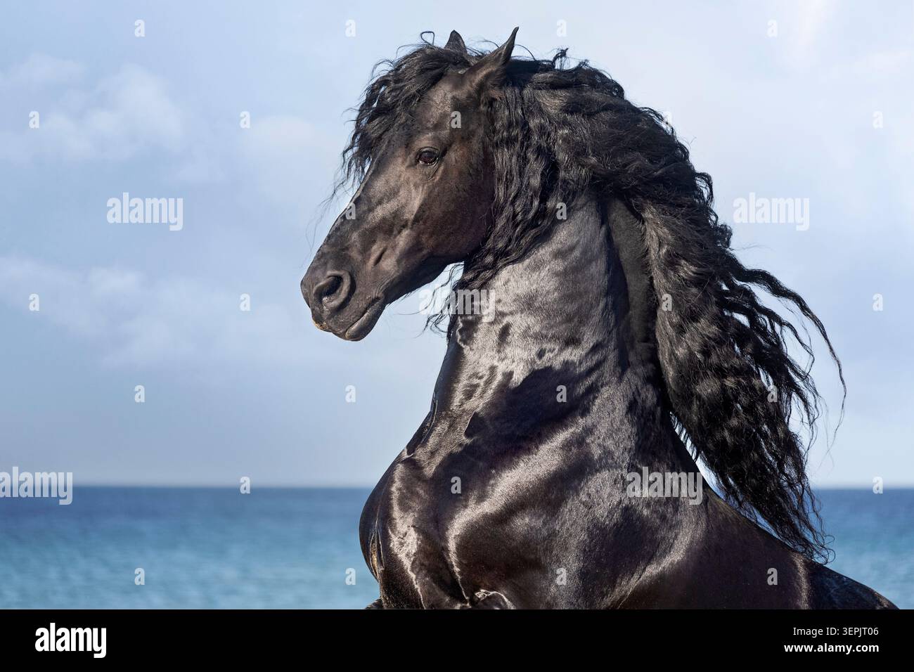 Cavallo friesiano. Ritratto di uno stallone con fiocchi di criniera. Spagna Foto Stock