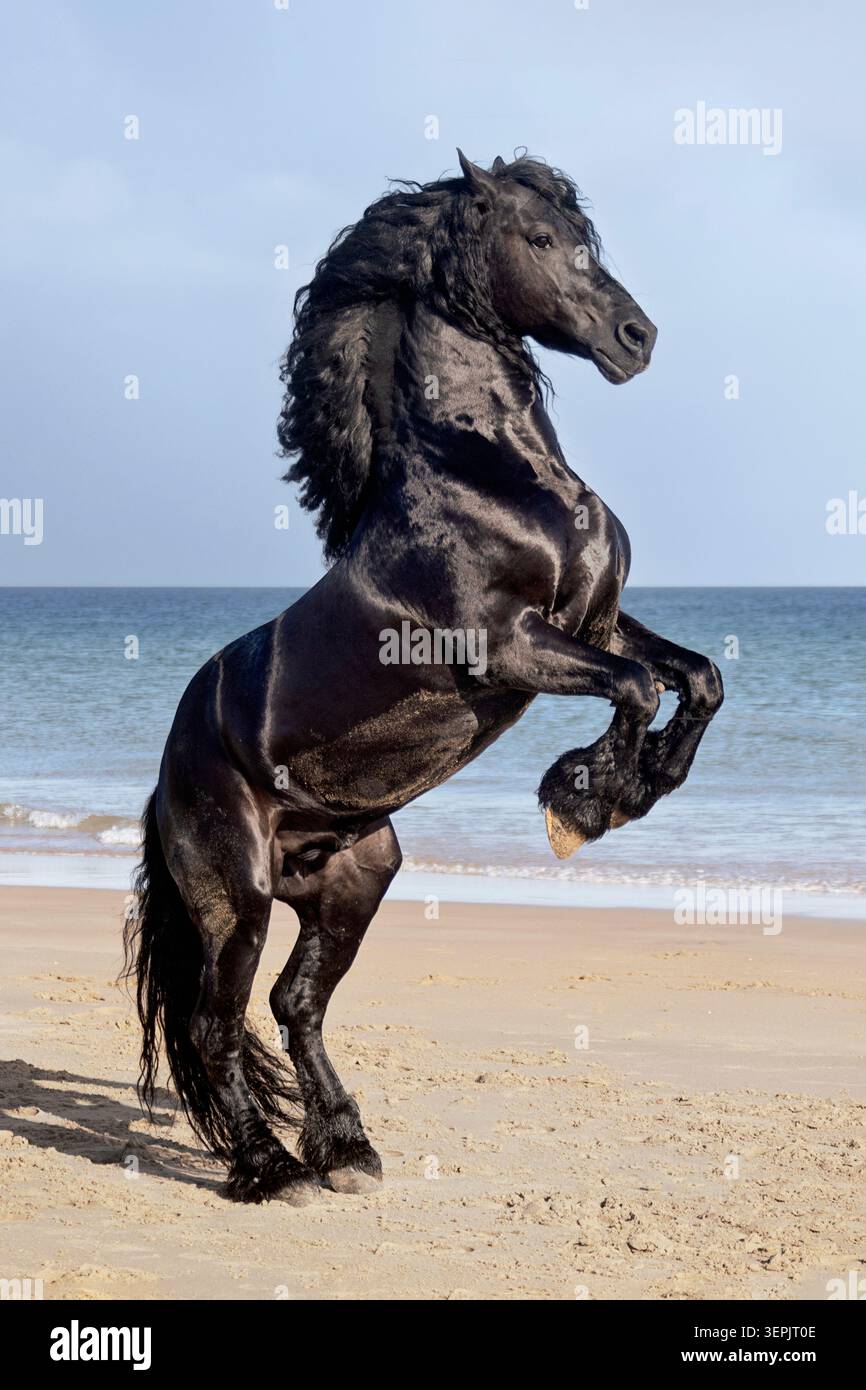 Cavallo friesiano. Allevamento di stalloni su una spiaggia. Spagna Foto Stock