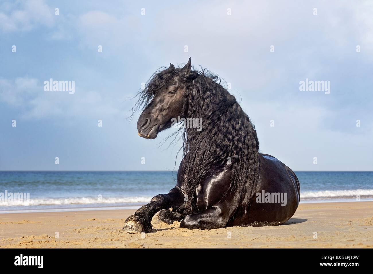 Cavallo friesiano. Stallone adagiato su una spiaggia. Spagna Foto Stock