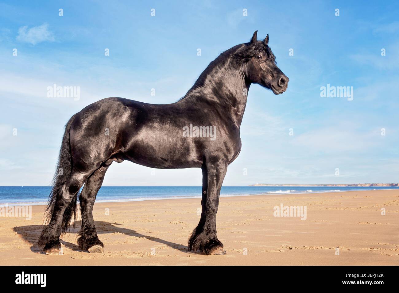 Cavallo friesiano. Stallone in piedi su una spiaggia. Spagna Foto Stock