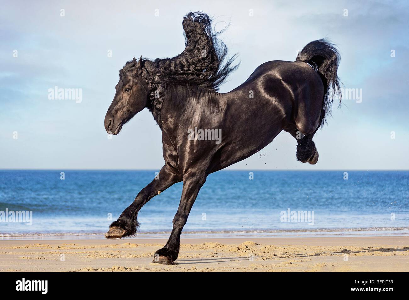Cavallo friesiano. Lo stallone si esibisce su una spiaggia. Spagna Foto Stock