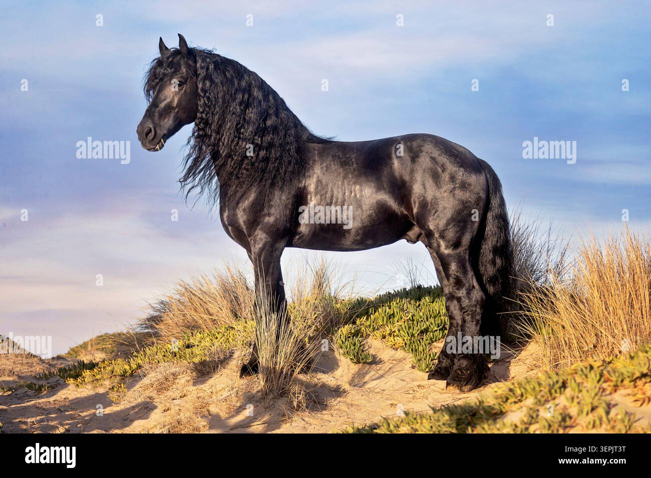 Cavallo friesiano. Stallone in piedi su una duna. Spagna Foto Stock