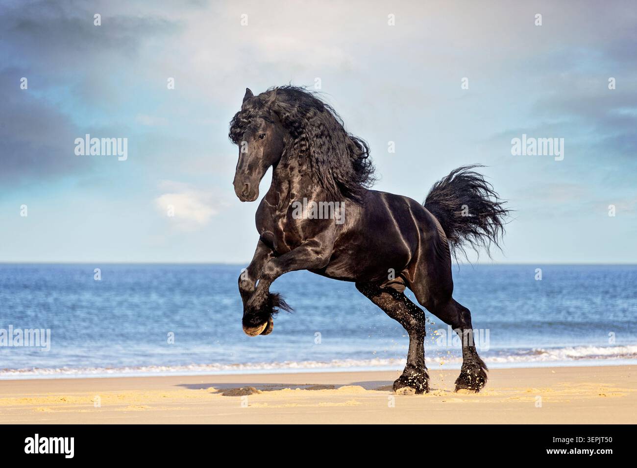 Cavallo friesiano. Lo stallone si esibisce su una spiaggia. Spagna Foto Stock