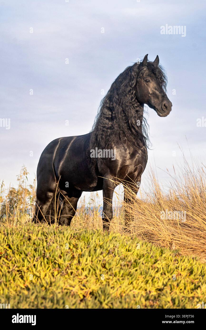Cavallo friesiano. Stallone in piedi su una duna. Spagna Foto Stock