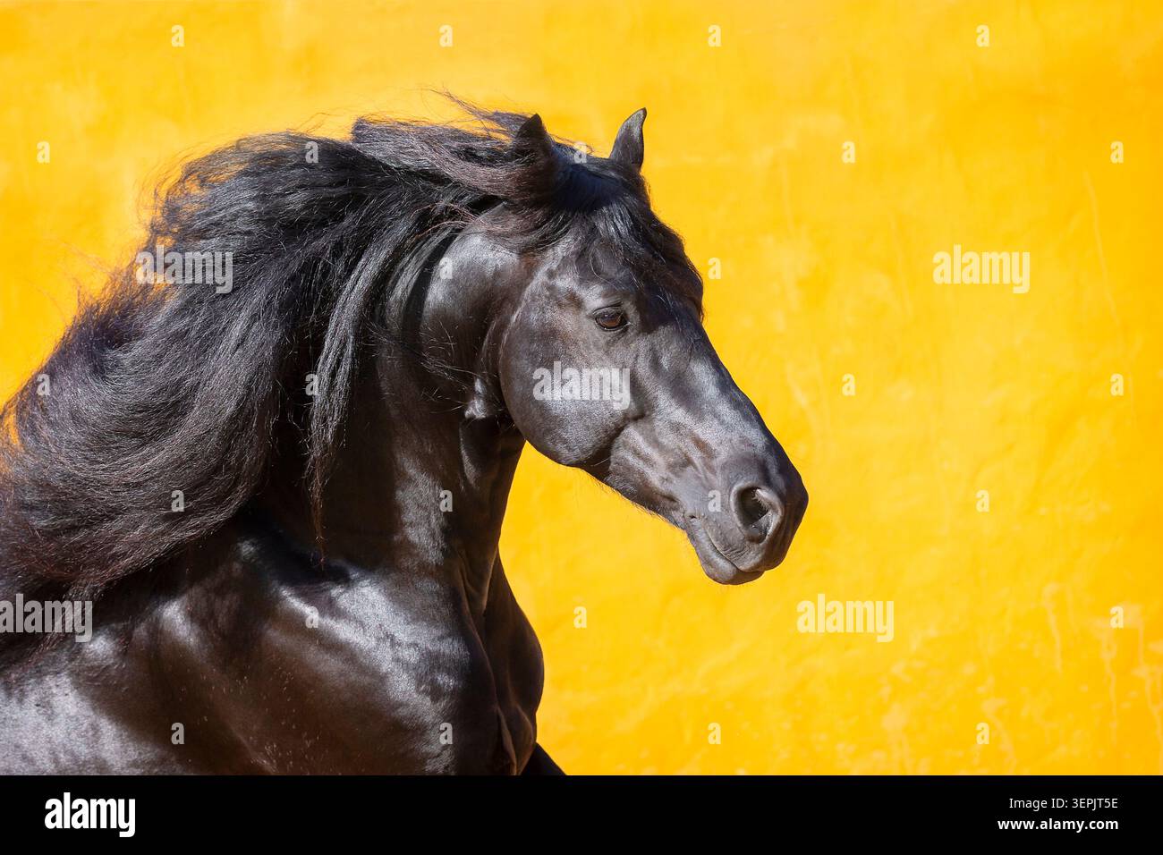 Cavallo friesiano. Ritratto di uno stallone con la criniera che scorre. Spagna Foto Stock