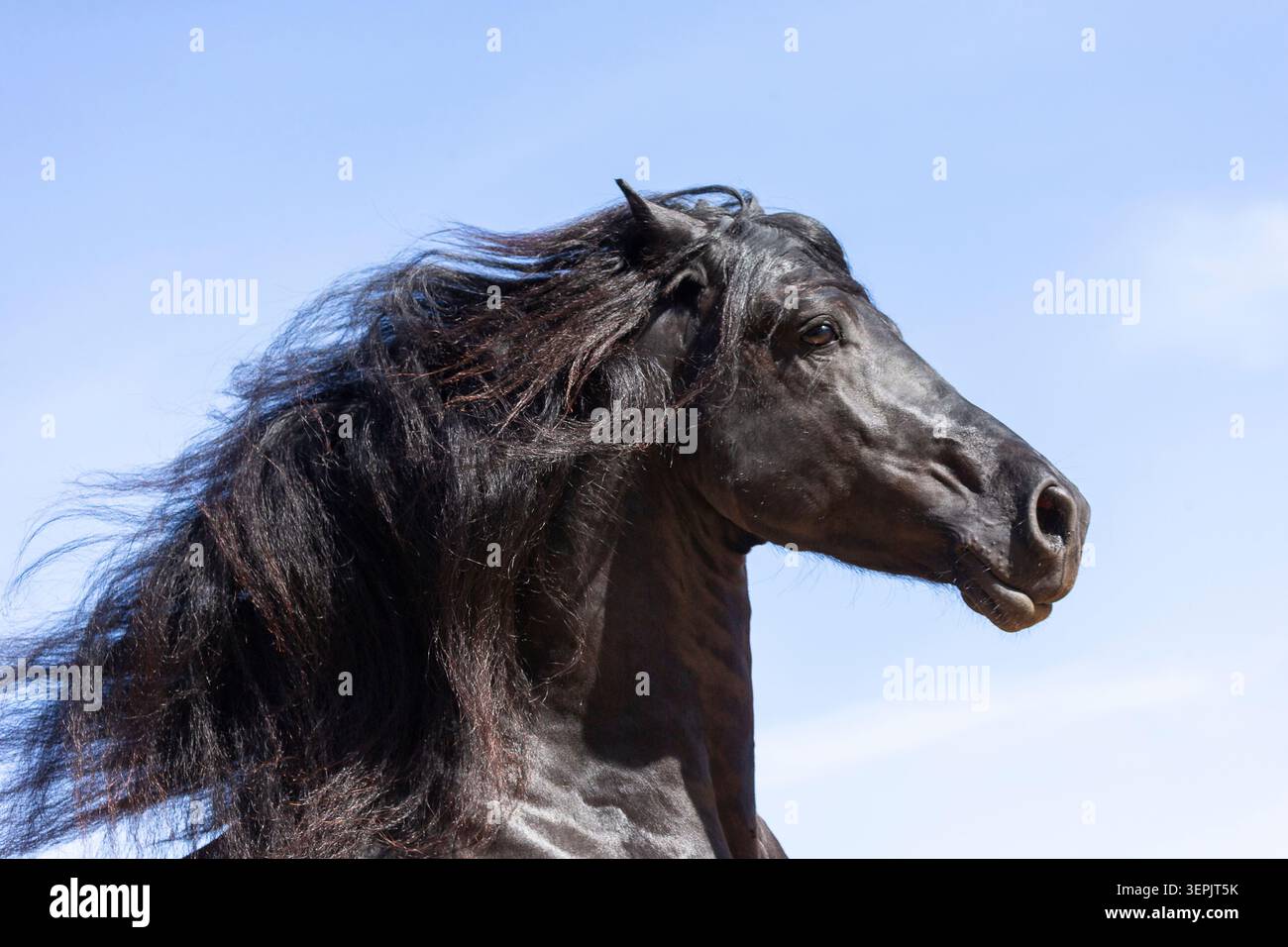 Cavallo friesiano. Ritratto di uno stallone con la criniera che scorre. Spagna Foto Stock