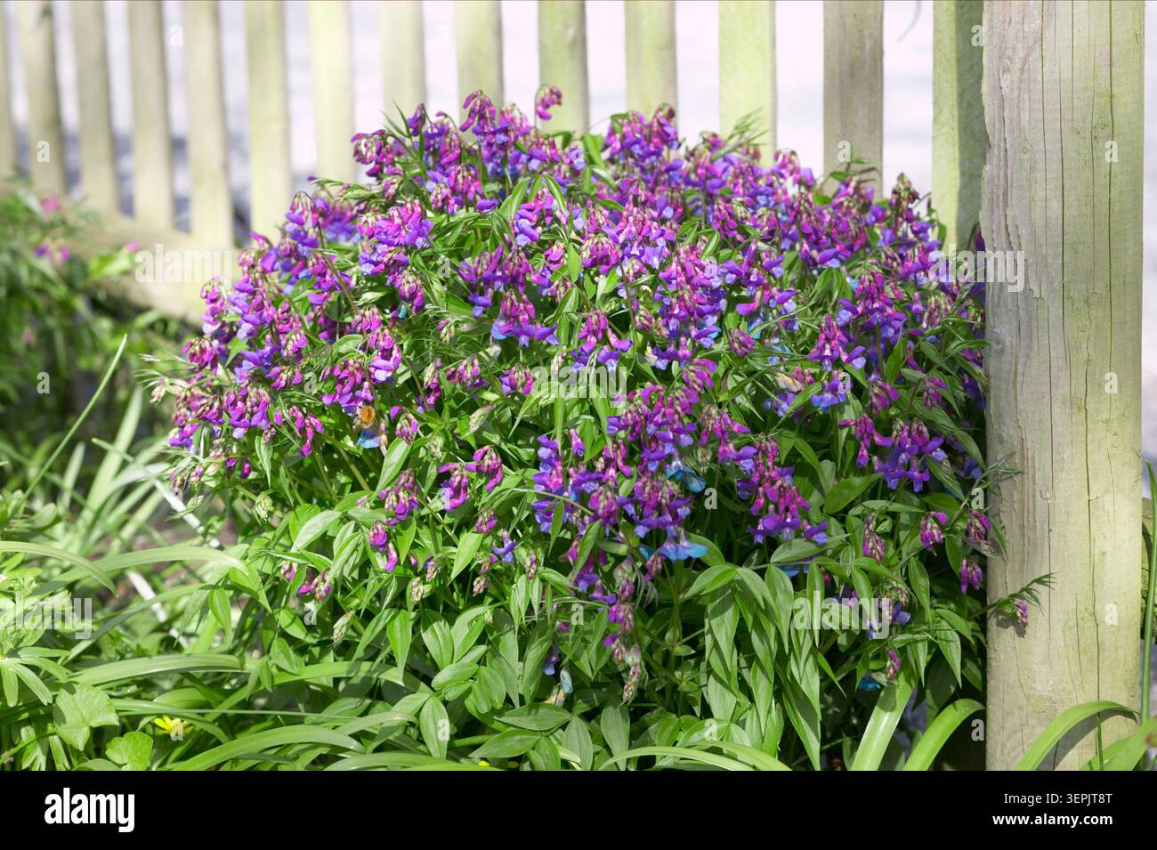 Spring Vetchling (Lathyrus vernus), pianta fiorita di fronte a una recinzione. Germania Foto Stock