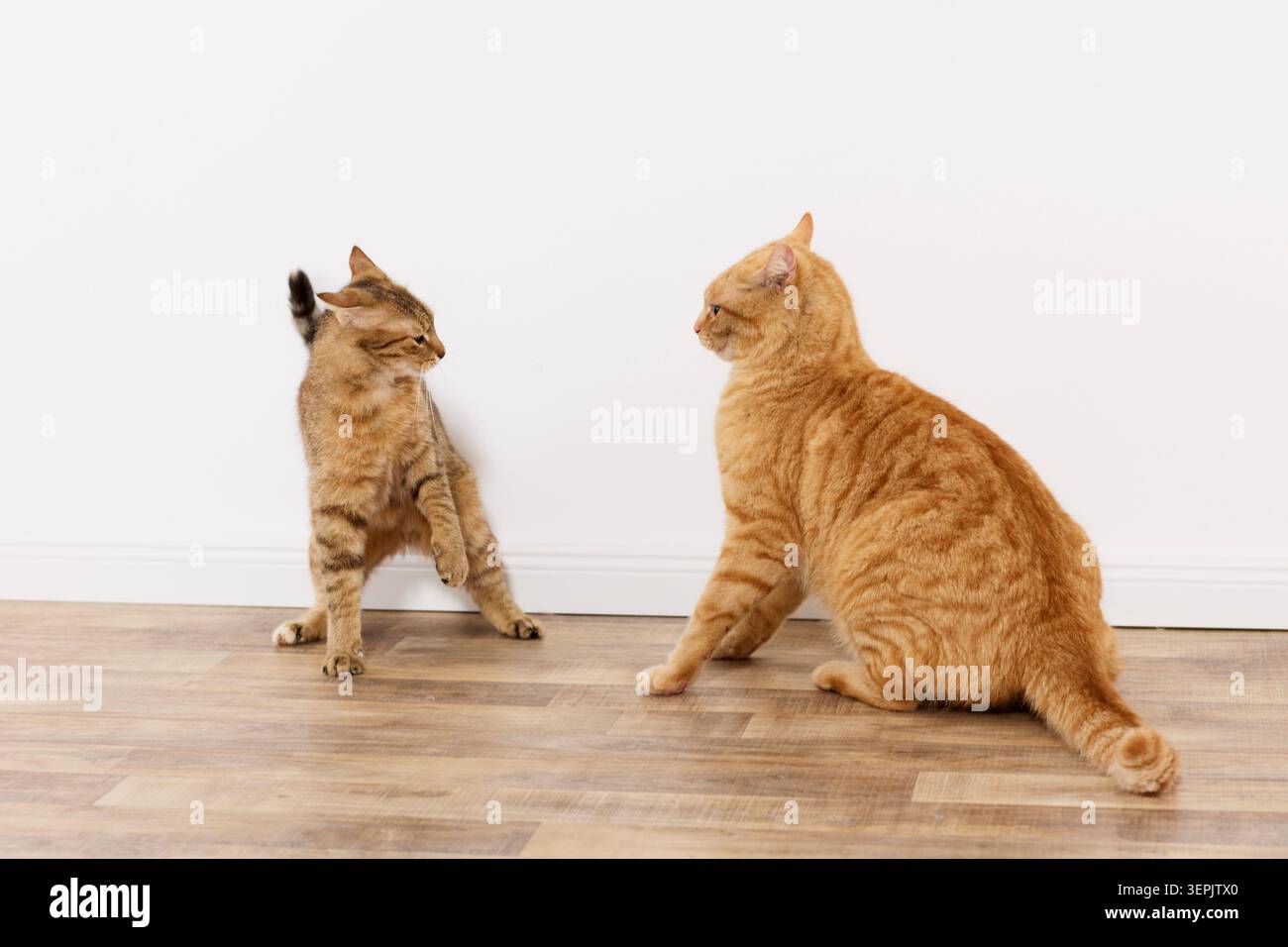 Gatto britannico Shorthair. Due gatti in una partita di sparring in un appartamento. Germania Foto Stock