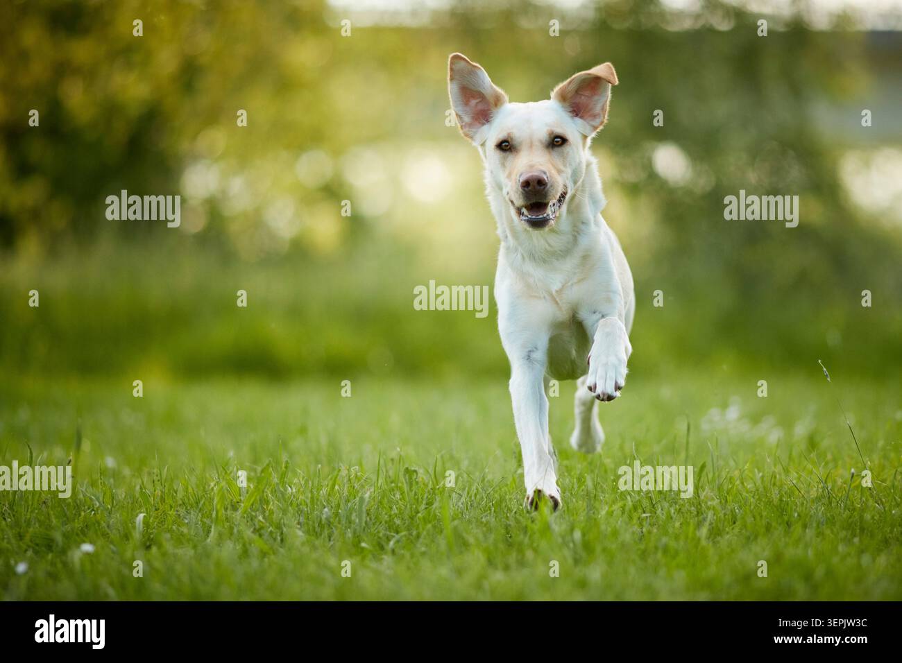 Labrador Retriever. Cane giallo che corre verso la telecamera. Germania Foto Stock