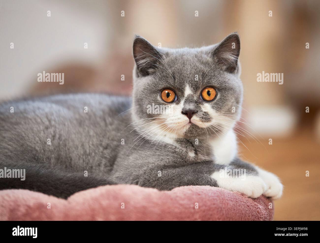 Shorthair britannico. Gattino steso su un letto per animali domestici. Germania Foto Stock