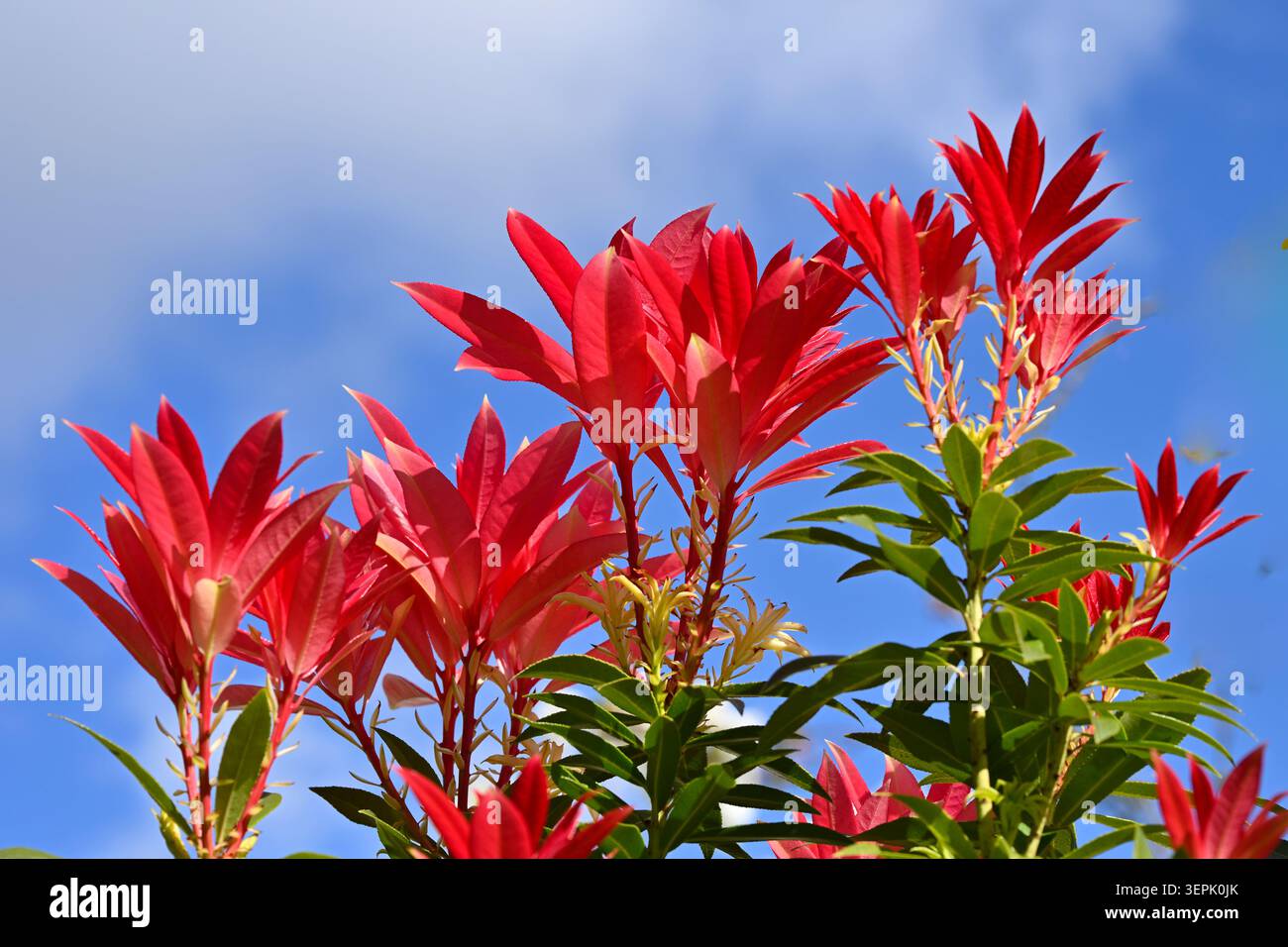 Inizio estate foglie rosse di giglio della Valle, pieris formosa cresce nel giardino del Regno Unito a maggio Foto Stock