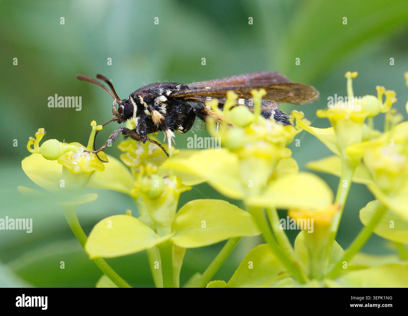 Dusky Clearwing (Paranthrene tabaniformis) su fioritura Goldenroot (Solidago). Germania Foto Stock