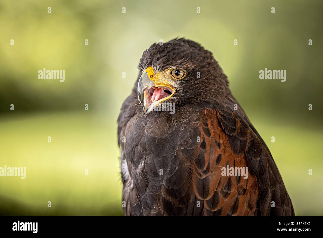 Harris Hawk (Parabuteo unicinctus). Ritratto di un uccello addestrato, che chiama. Germania Foto Stock