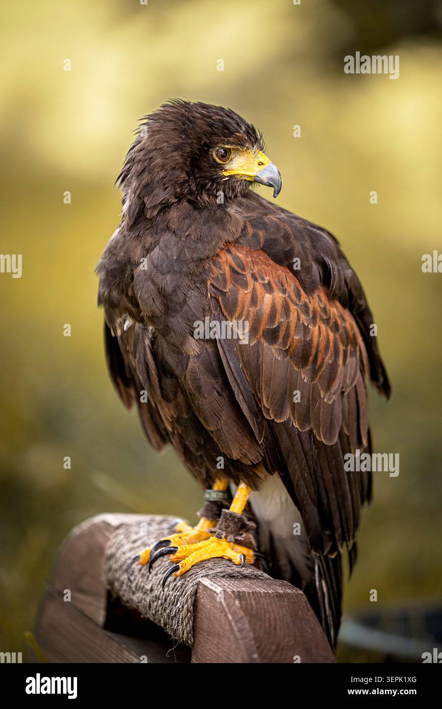 Harris Hawk (Parabuteo unicinctus). Un uccello addestrato sta su una tribuna. Germania Foto Stock