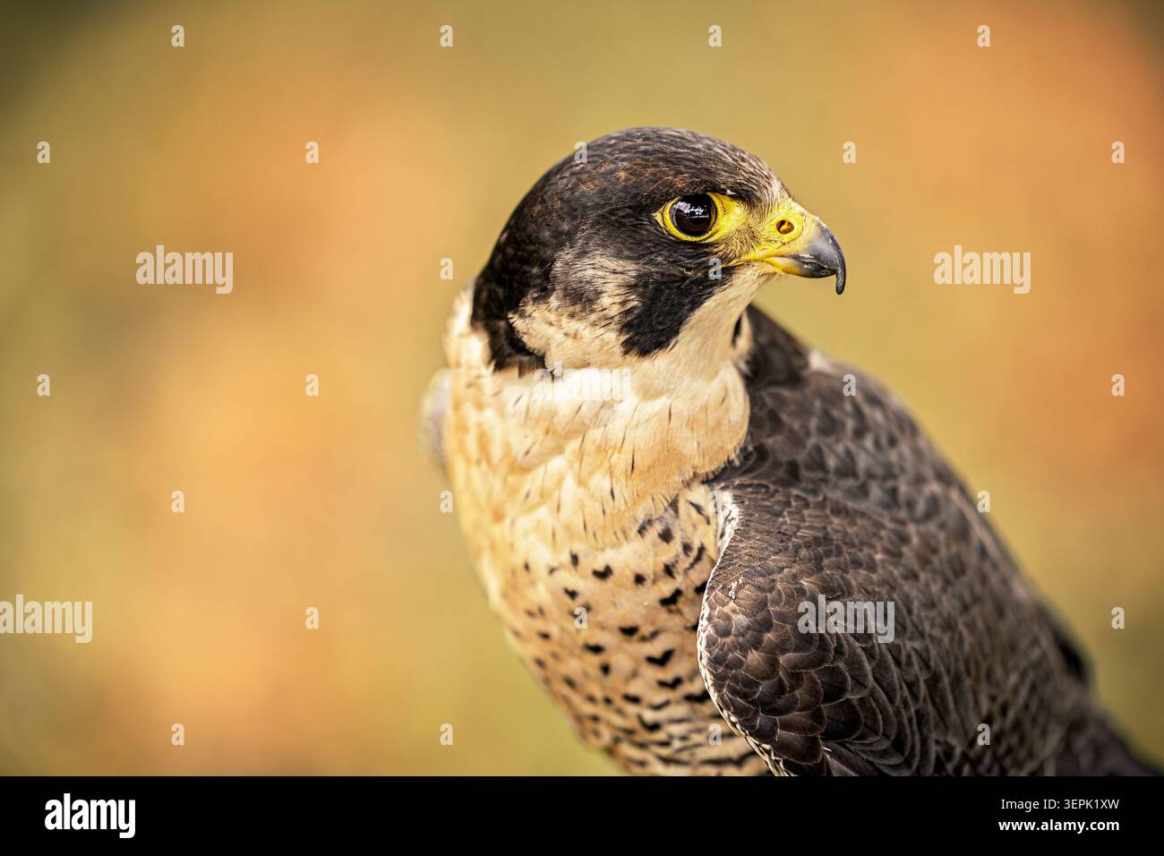 Falco Peregrine (Falco peregrinus). Ritratto di un adulto. Germania Foto Stock