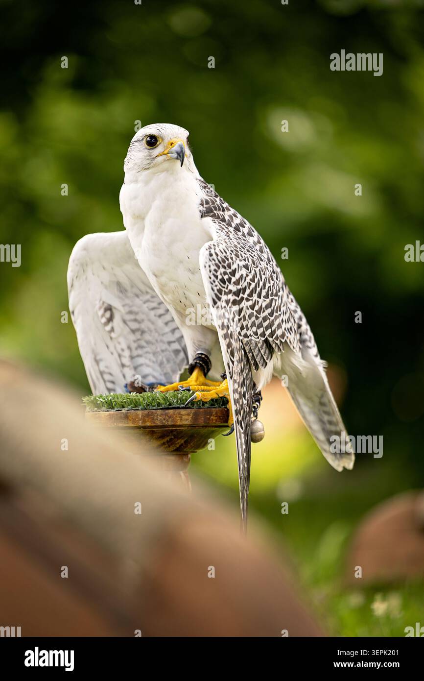 Gyrfalcon ibrido x Lanner Falcon (Falco peregrinus x Falco biarmicus). Uccello adulto addestrato in piedi su un palo. Germania Foto Stock