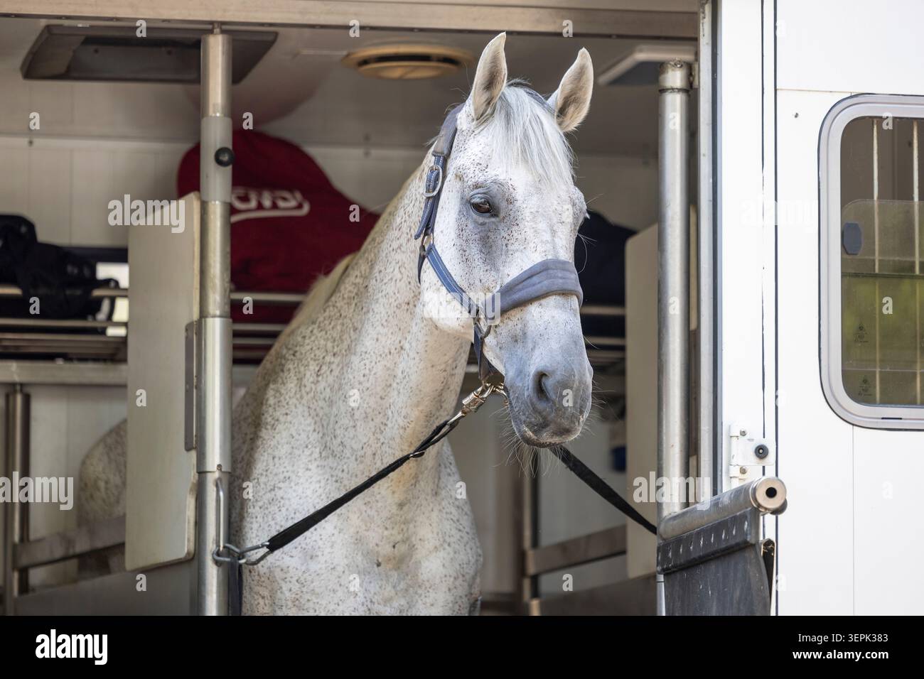 Cavallo domestico. Un cavallo grigio si trova in un trasportatore. Germania Foto Stock