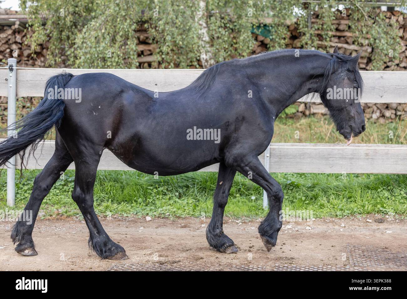 Cavallo frisone con un'ondata di ritorno. Germania Foto Stock
