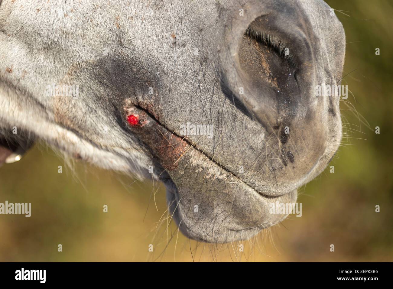 Una ferita nell'angolo della bocca di un cavallo. Egitto Foto Stock