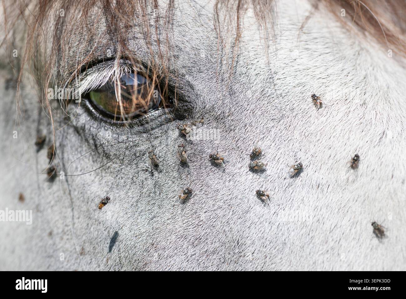Lusitano. Vola intorno all'occhio di un cavallo grigio. Germania Foto Stock