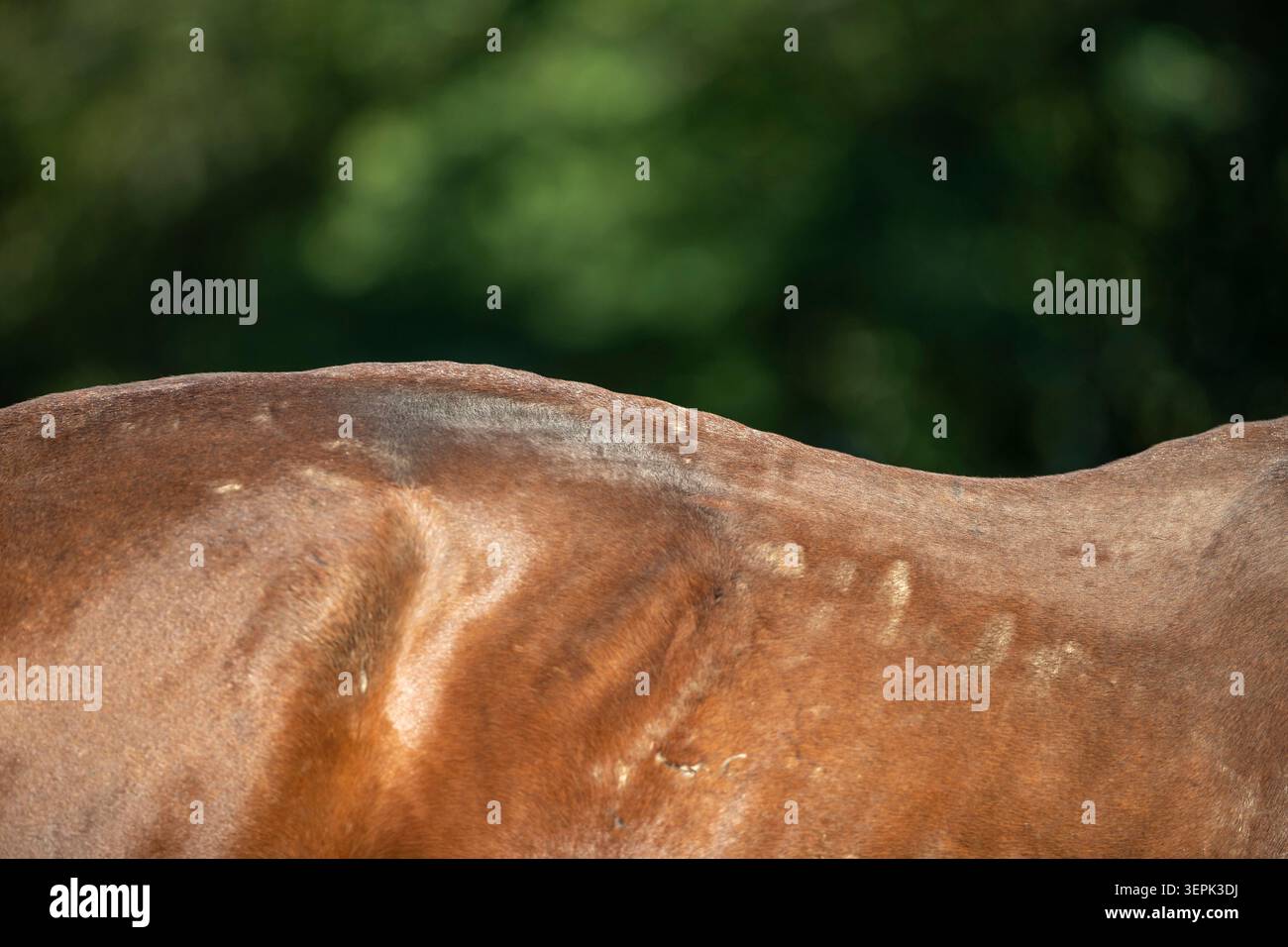 Warmblood. Un adulto della baia con un dorso di scoglio. Svizzera Foto Stock