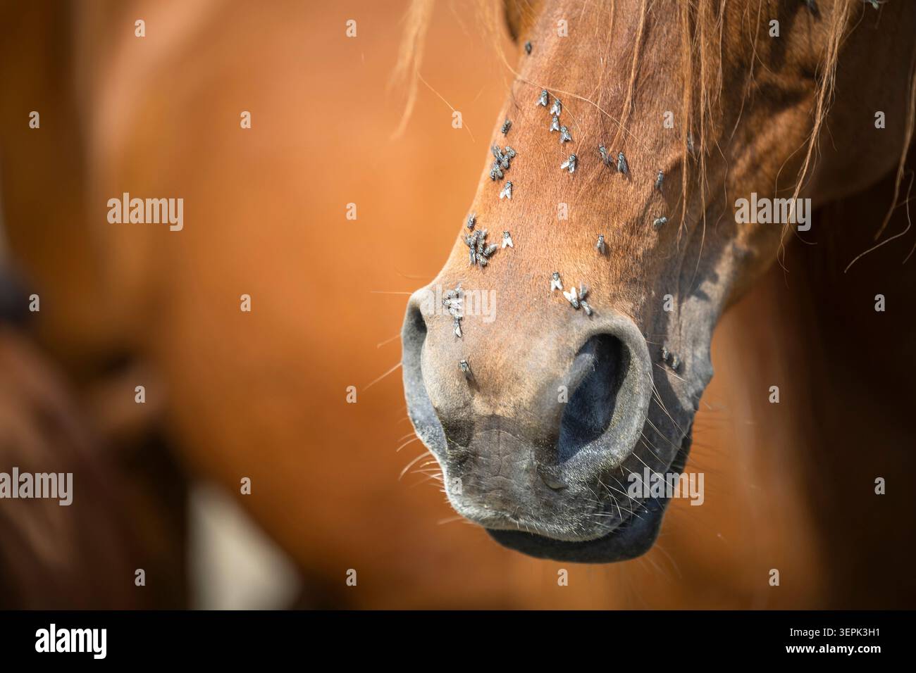 Cavallo nazionale. Vola sulla testa di un cavallo. Germania Foto Stock