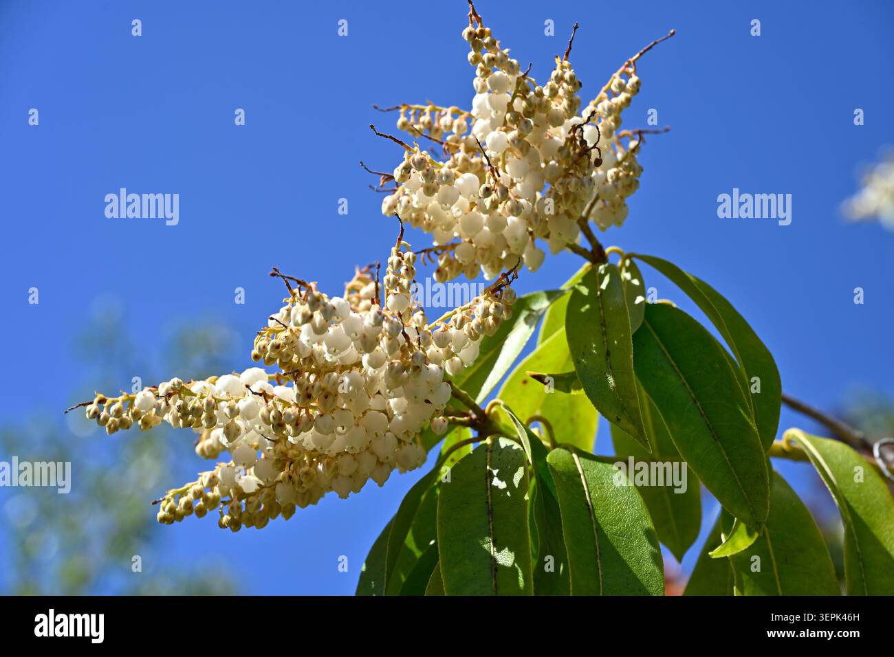 Fiori bianchi di giglio della valle all'inizio dell'estate, pieris formosa cresce nel giardino del Regno Unito a maggio Foto Stock