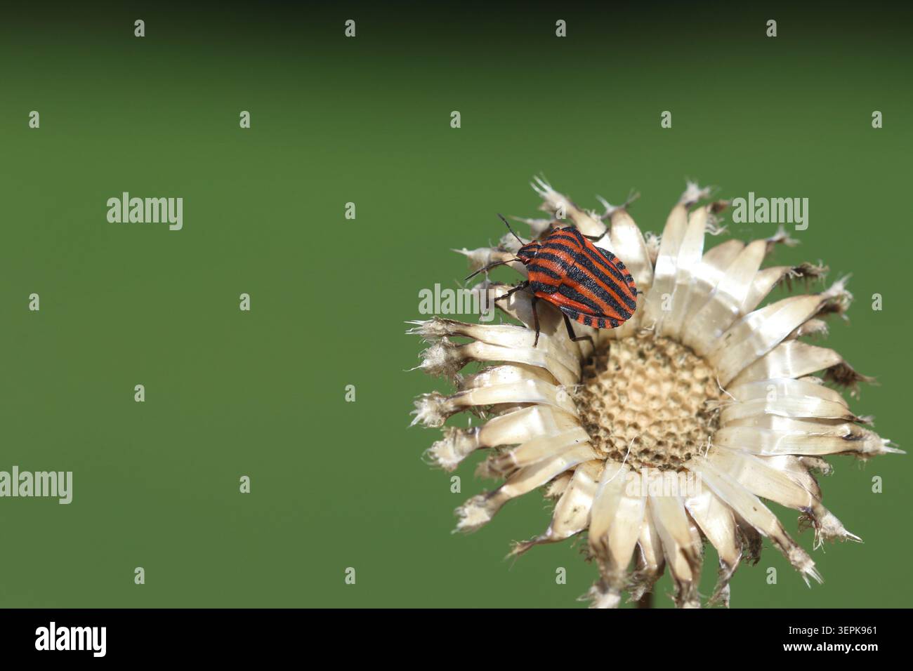 Insetto schermato a strisce rosse e nere (Graphosoma italicum) appoggiato su una testa di fiori secchi Foto Stock